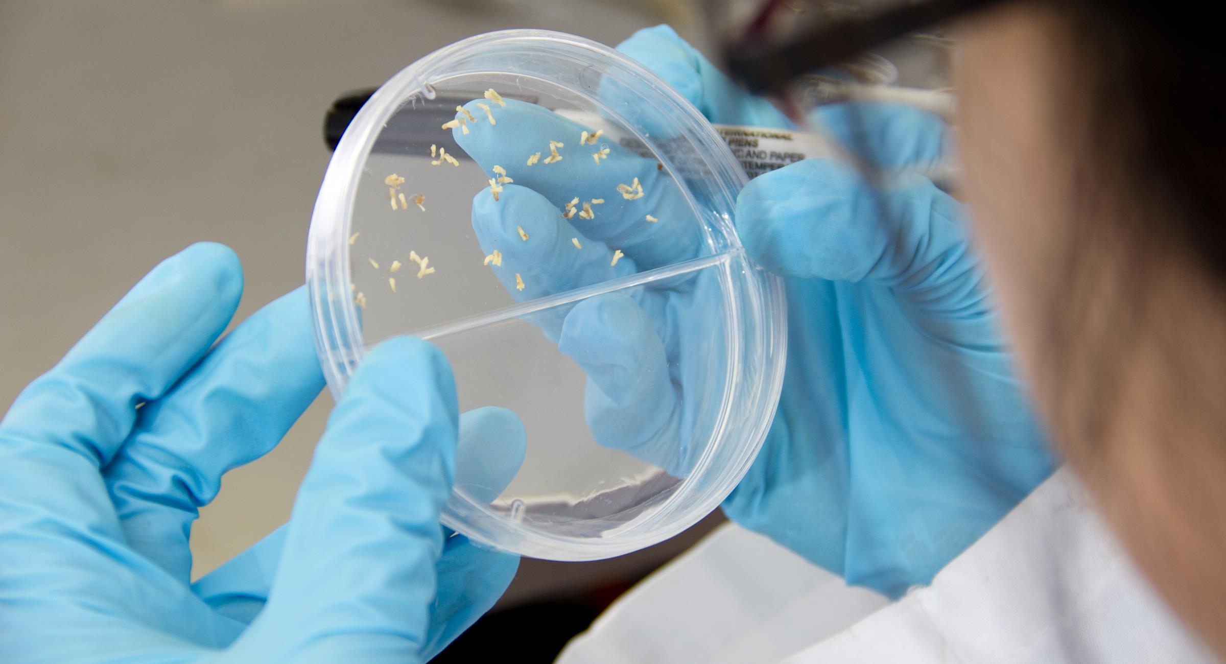 Laboratorium prøver mikrobiologi genetikk