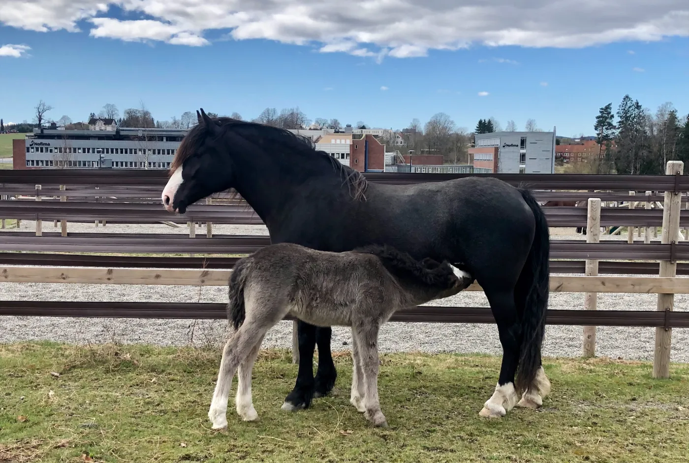 Hest med føl