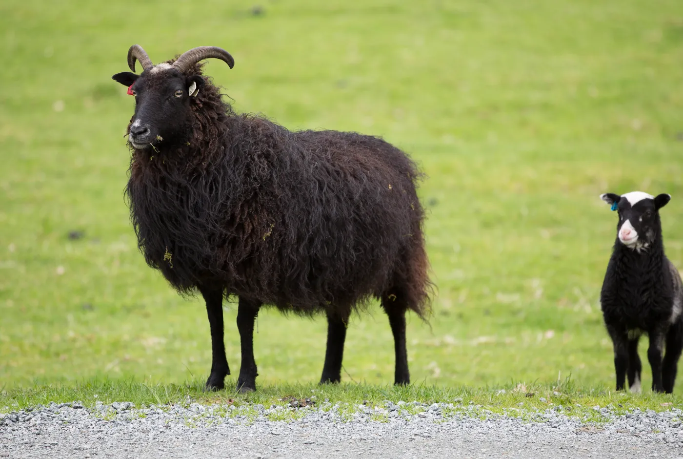 Villsau, avd. Sandnes