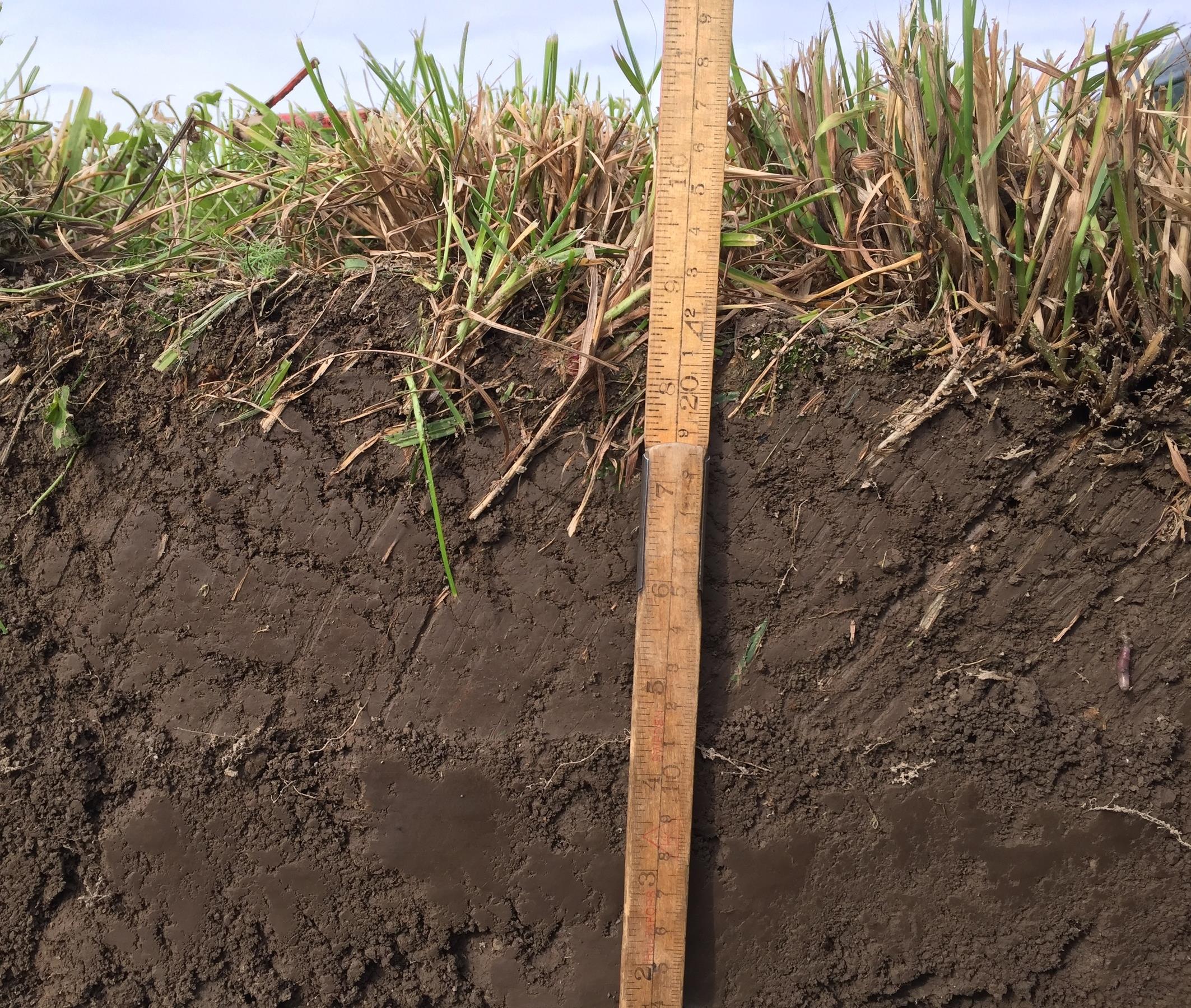 Sample of dirt