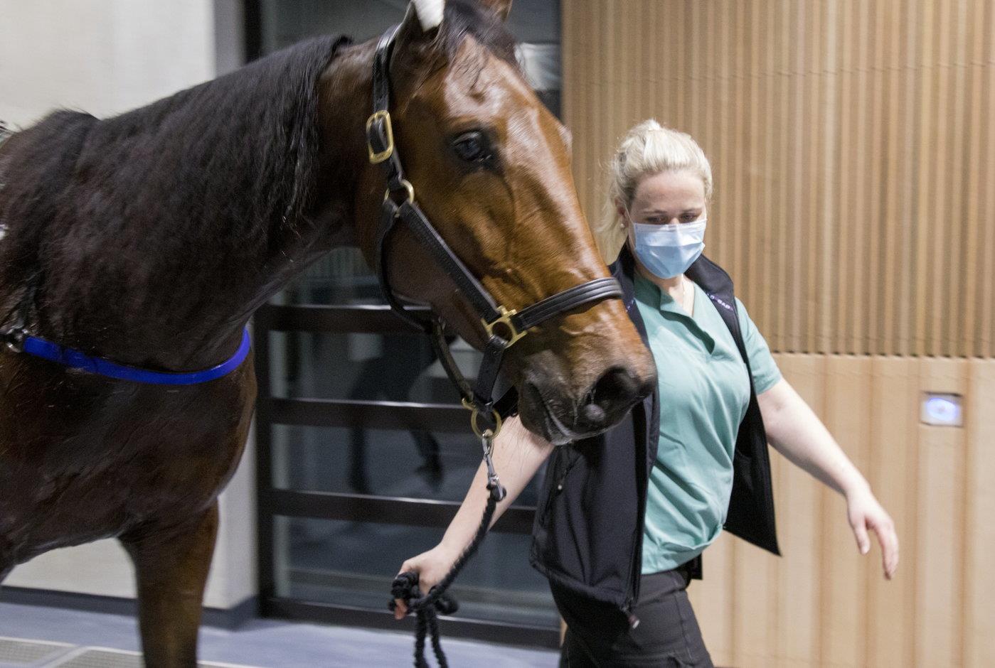 Hest i veterinærbygningen