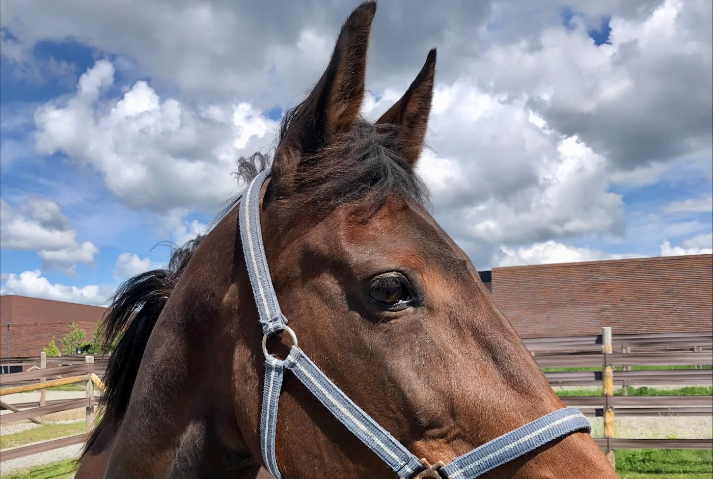 Hest utenfor VET