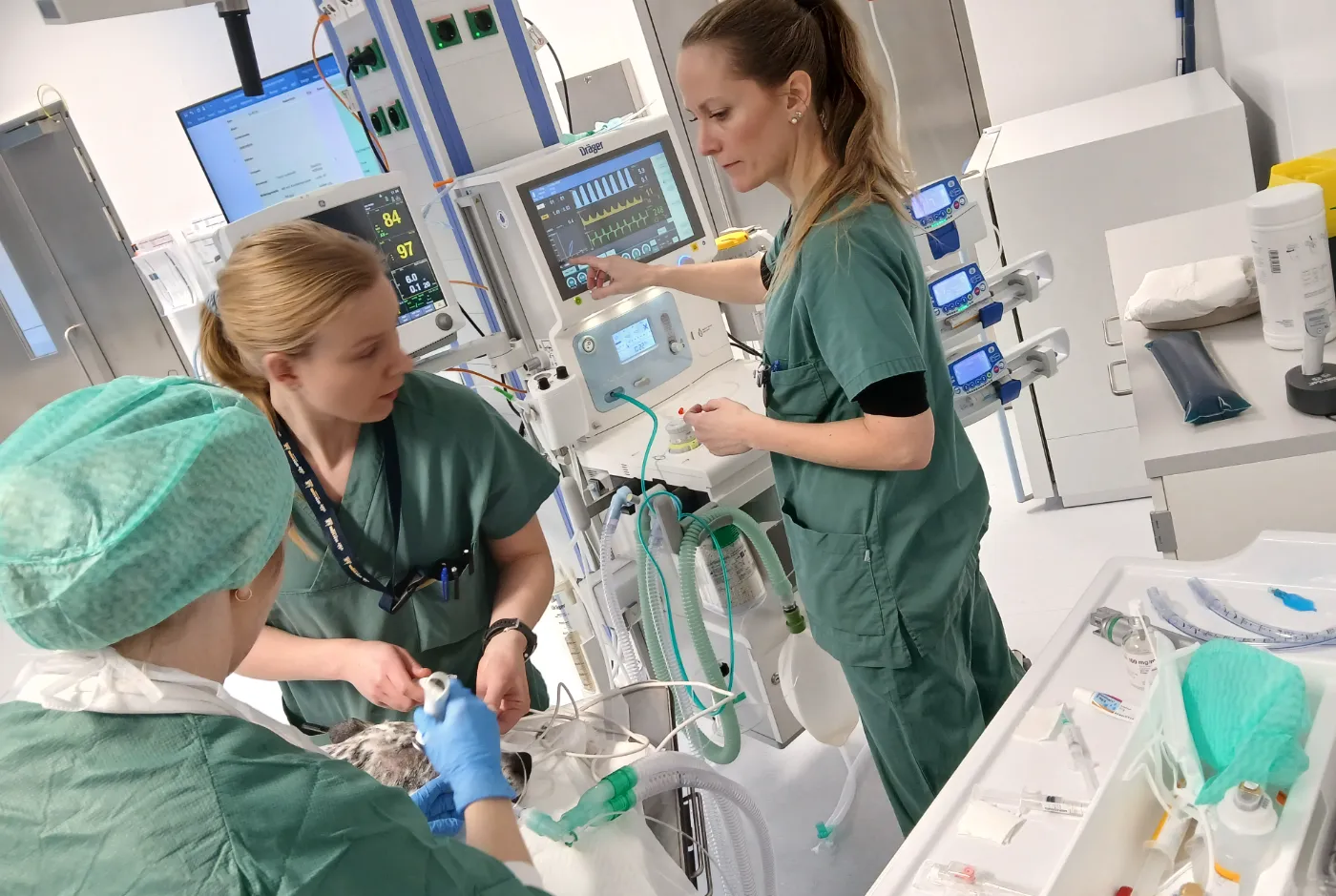 operasjonssal veterinærhøyskolen